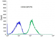 AM33218PU-M - CD10 / Neprilysin