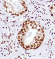 AM33229PU-S - Aurora kinase A/B/C