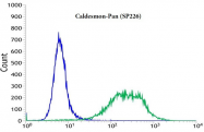 AM33236PU-S - pan Caldesmon