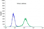 AM33238PU-S - PACAP type II Receptor / VIP Receptor