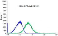 AM33240PU-M - HLA class II DP beta 1 / HLA-DPB1