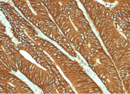 AM33243PU-S - CD326 / EPCAM / TACSTD1