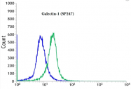 AM33389PU-S - Galectin-1