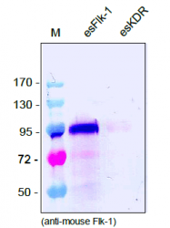 AM33395PU-N - CD309 / VEGFR-2 / Flk-1