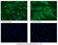 AM33395PU-N - CD309 / VEGFR-2 / Flk-1