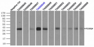 AM33398PU-N - CD32 / FcRII-a