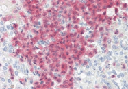 AM33402PU-N - CD289 / TLR9
