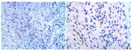 AM33405PU-N - CD80