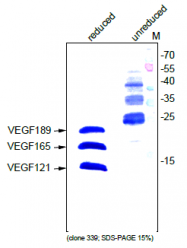 AM33406PU-N - VEGF-A