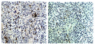 AM33407PU-N - CD154 / CD40L