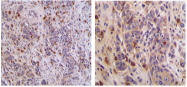 AM33407PU-N - CD154 / CD40L