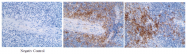 AM33408PU-N - CD11c