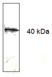 AM33411PU-N - CD279 / PD1