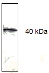 AM33412PU-N - CD279 / PD1