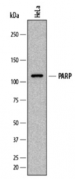 AM33417PU-N - PARP1
