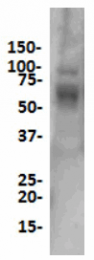 AM33419PU-M - CD33 / SIGLEC3