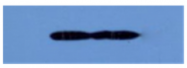 AM33423PU-N - Erythropoietin / EPO