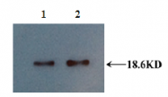 AM33424PU-N - Interleukin-10 / IL10