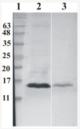 AM33434PU-N - RNASE7