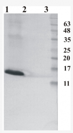 AM33435PU-N - RNASE7