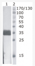 AM33437PU-N - Deoxyribonuclease-1