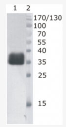 AM33438PU-N - Deoxyribonuclease-1
