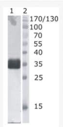 AM33439PU-N - Deoxyribonuclease-1