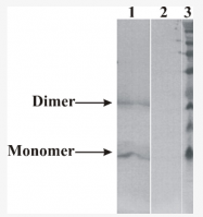 AM33445PU-N - Neurturin