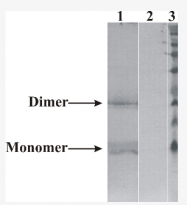 AM33446PU-N - Neurturin