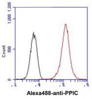 AM39042PU-N - Cyclophilin C