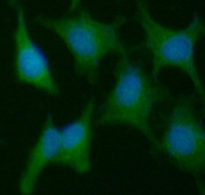 AM39042PU-N - Cyclophilin C