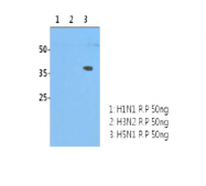 AM39074PU-N - Influenza A H5N1