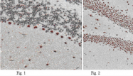 AM39079PU-N - ABI1 / SSH3BP1