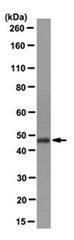 AM39127PU-N - Isocitrate dehydrogenase / IDH