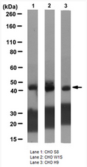 AM39127PU-N - Isocitrate dehydrogenase / IDH