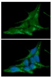 AM50030PU-N - Alpha-Synuclein / SNCA
