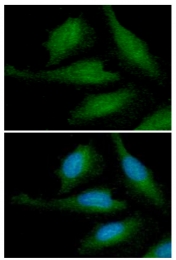 AM50030PU-N - Alpha-Synuclein / SNCA