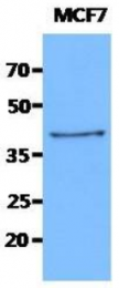 AM50040PU-N - Cytokeratin 19