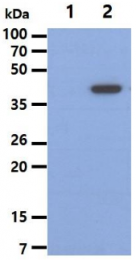 AM50040PU-N - Cytokeratin 19