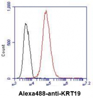 AM50040PU-N - Cytokeratin 19
