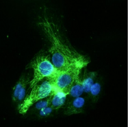 AM50040PU-N - Cytokeratin 19