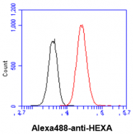 AM50044PU-N - Beta-hexosaminidase alpha / HEXA