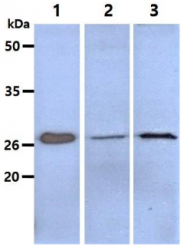 AM50045PU-N - CD152 / CTLA4