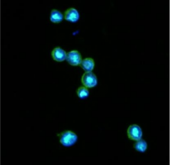 AM50045PU-N - CD152 / CTLA4