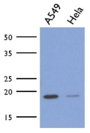 AM50048PU-N - ICT1 / DS1