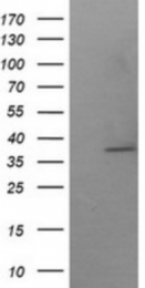AM50084PU-N - SAE1 / AOS1
