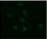 AM50085PU-N - Galectin-3