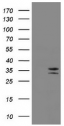 AM50086PU-N - CD20