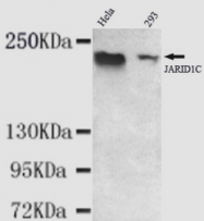 AM50089PU-N - JARID1C