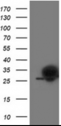 AM50090PU-N - PGAM2